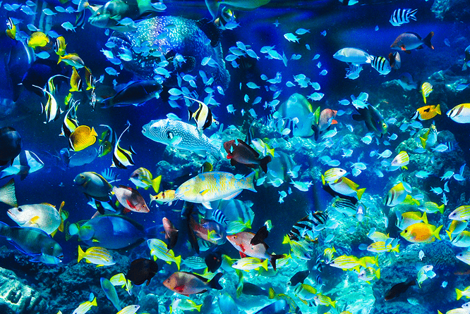 色とりどりの熱帯魚が泳ぐ水中の様子
