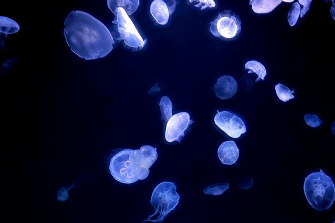 海中のクラゲ