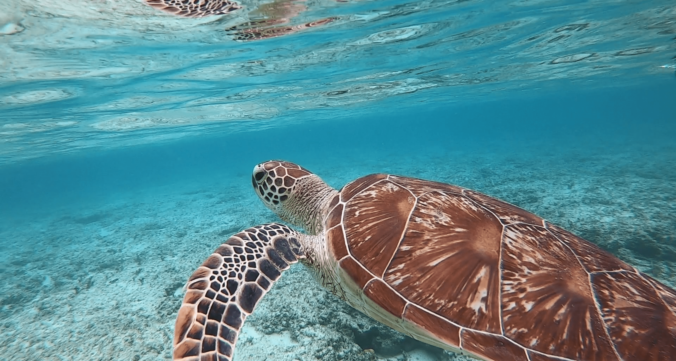 海の中のカメ