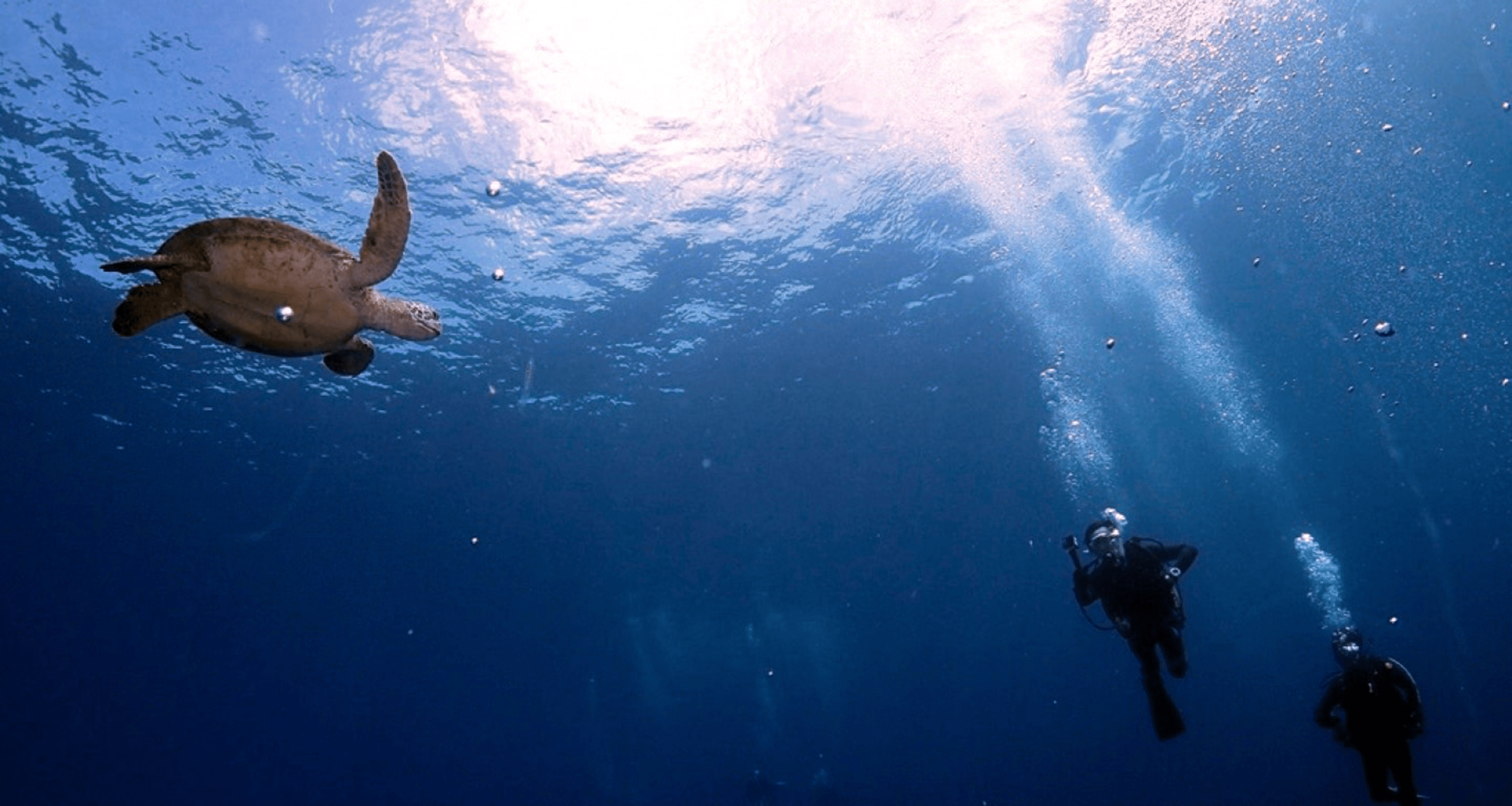 海の中のカメとダイバー