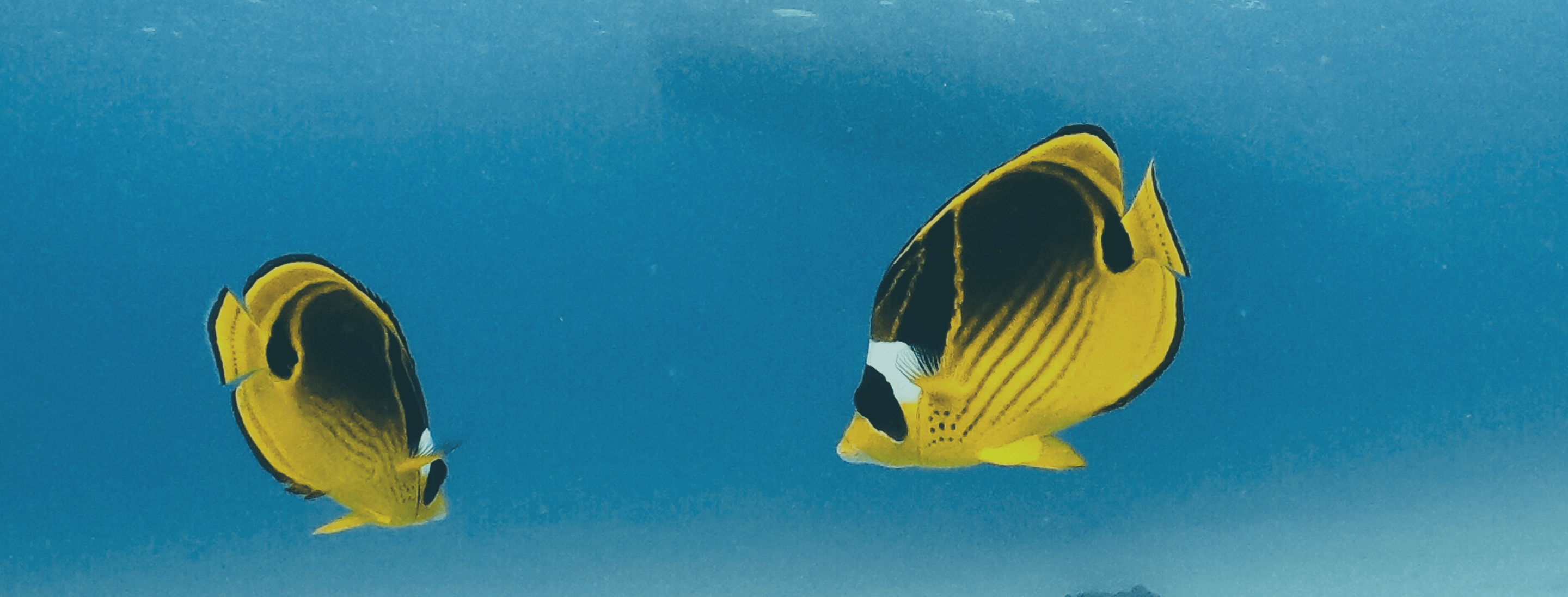 海の中のミスジチョウチョウウオ